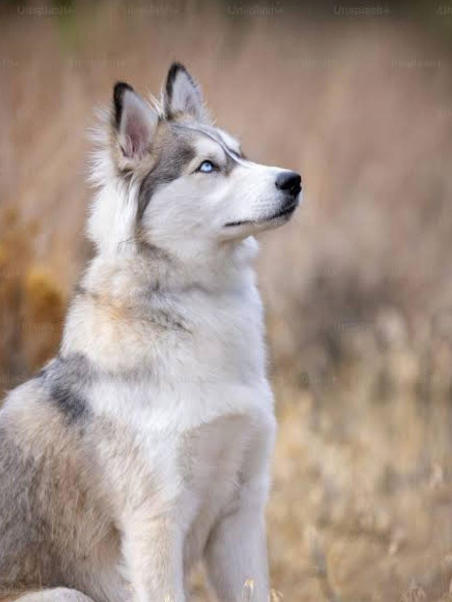 Fluffy Dogs That Look Like Wolves | Fluffy Dogs That Look Like Wolves
